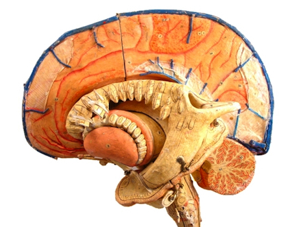 paper mach&eacute; brain model
